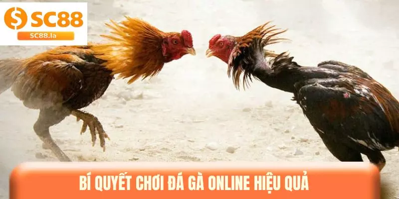 Đá Gà Online - Sân Chơi Quy Tụ Nhiều Chiến Kê Nổi Bật Đá Gà Online - Sân Chơi Quy Tụ Nhiều Chiến Kê Nổi Bật