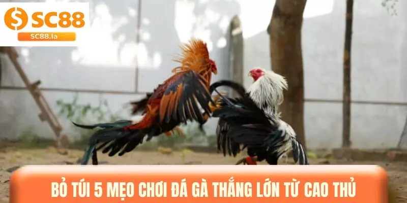 Mẹo Đá Gà - Tổng Hợp Bí Kíp Giúp Bạn Tự Tin Khi Đặt Kèo Mẹo Đá Gà - Tổng Hợp Bí Kíp Giúp Bạn Tự Tin Khi Đặt Kèo