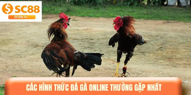 Đá Gà Online - Sân Chơi Quy Tụ Nhiều Chiến Kê Nổi Bật Đá Gà Online - Sân Chơi Quy Tụ Nhiều Chiến Kê Nổi Bật