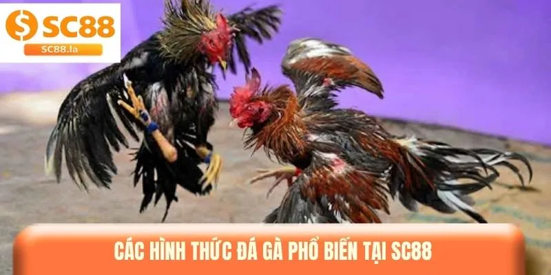 Đá Gà SC88 - Sảnh Cược Đẳng Cấp Với Những Trận Đấu Nghẹt Thở Đá Gà SC88 - Sảnh Cược Đẳng Cấp Với Những Trận Đấu Nghẹt Thở
