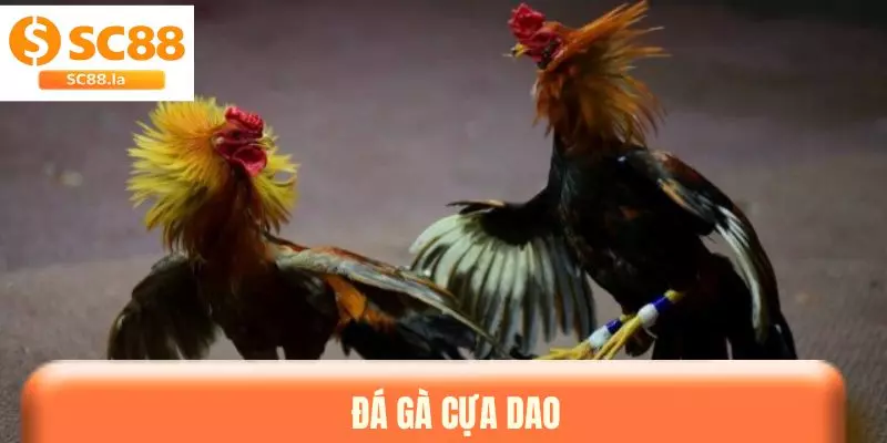 Đá Gà Cựa Dao - Hướng Dẫn Tham Gia Và Theo Dõi Các Trận Đấu