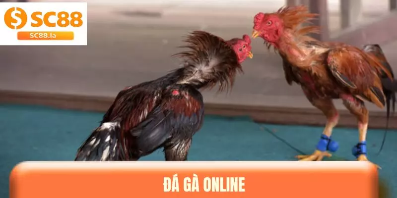 Đá Gà Online - Sân Chơi Quy Tụ Nhiều Chiến Kê Nổi Bật