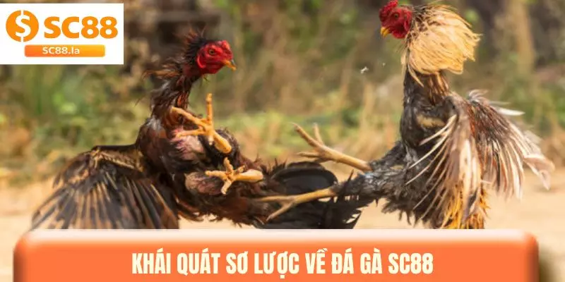 Luật Đá Gà SC88 & Những Quy Tắc Quan Trọng Cần Biết
