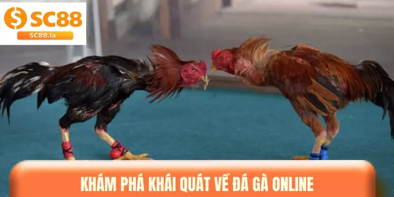 Đá Gà Online - Sân Chơi Quy Tụ Nhiều Chiến Kê Nổi Bật Đá Gà Online - Sân Chơi Quy Tụ Nhiều Chiến Kê Nổi Bật