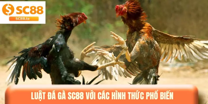Luật Đá Gà SC88 & Những Quy Tắc Quan Trọng Cần Biết