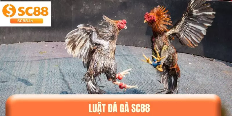 Luật Đá Gà SC88 & Những Quy Tắc Quan Trọng Cần Biết