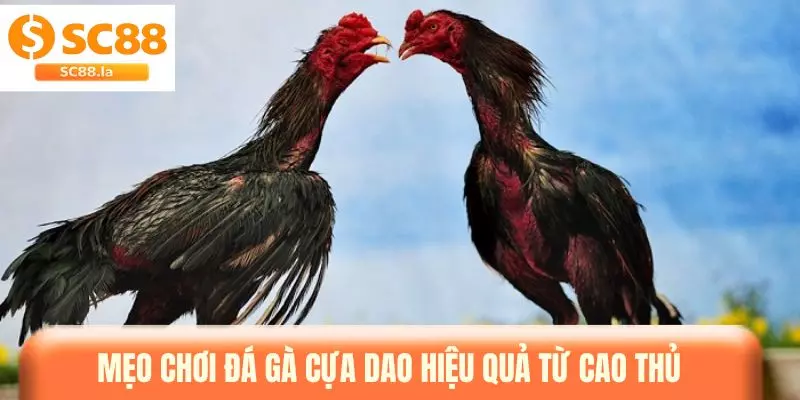 Đá Gà Cựa Dao - Hướng Dẫn Tham Gia Và Theo Dõi Các Trận Đấu