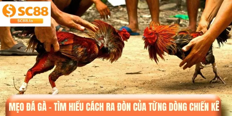 Mẹo Đá Gà - Tổng Hợp Bí Kíp Giúp Bạn Tự Tin Khi Đặt Kèo Mẹo Đá Gà - Tổng Hợp Bí Kíp Giúp Bạn Tự Tin Khi Đặt Kèo