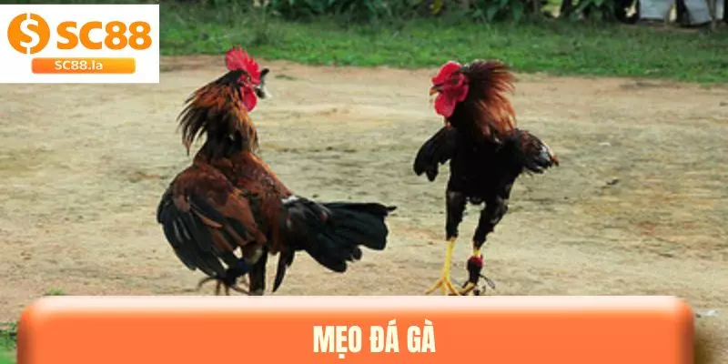 Mẹo Đá Gà - Tổng Hợp Bí Kíp Giúp Bạn Tự Tin Khi Đặt Kèo