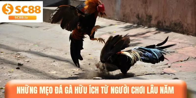 Mẹo Đá Gà - Tổng Hợp Bí Kíp Giúp Bạn Tự Tin Khi Đặt Kèo Mẹo Đá Gà - Tổng Hợp Bí Kíp Giúp Bạn Tự Tin Khi Đặt Kèo