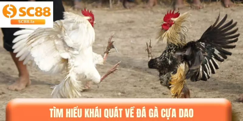Đá Gà Cựa Dao - Hướng Dẫn Tham Gia Và Theo Dõi Các Trận Đấu